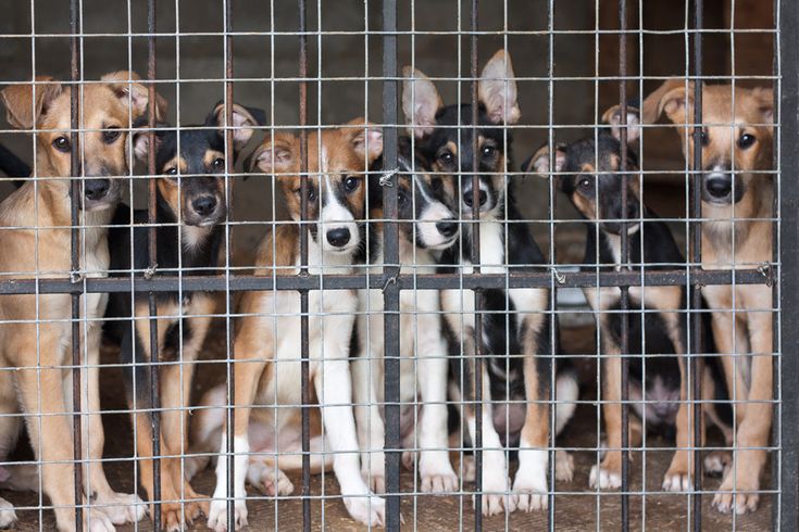 your social media activity can help and hurt animal rescues